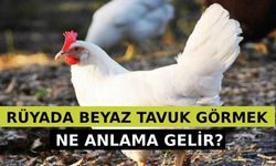 Rüyada Beyaz Tavuk Görmek Ne Anlama Gelir? Neye İşarettir? Anlamı, Yorumu